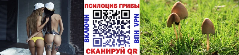 как найти   Ленинградская  Псилоцибиновые грибы Psilocybe 